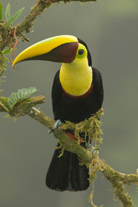 toucan